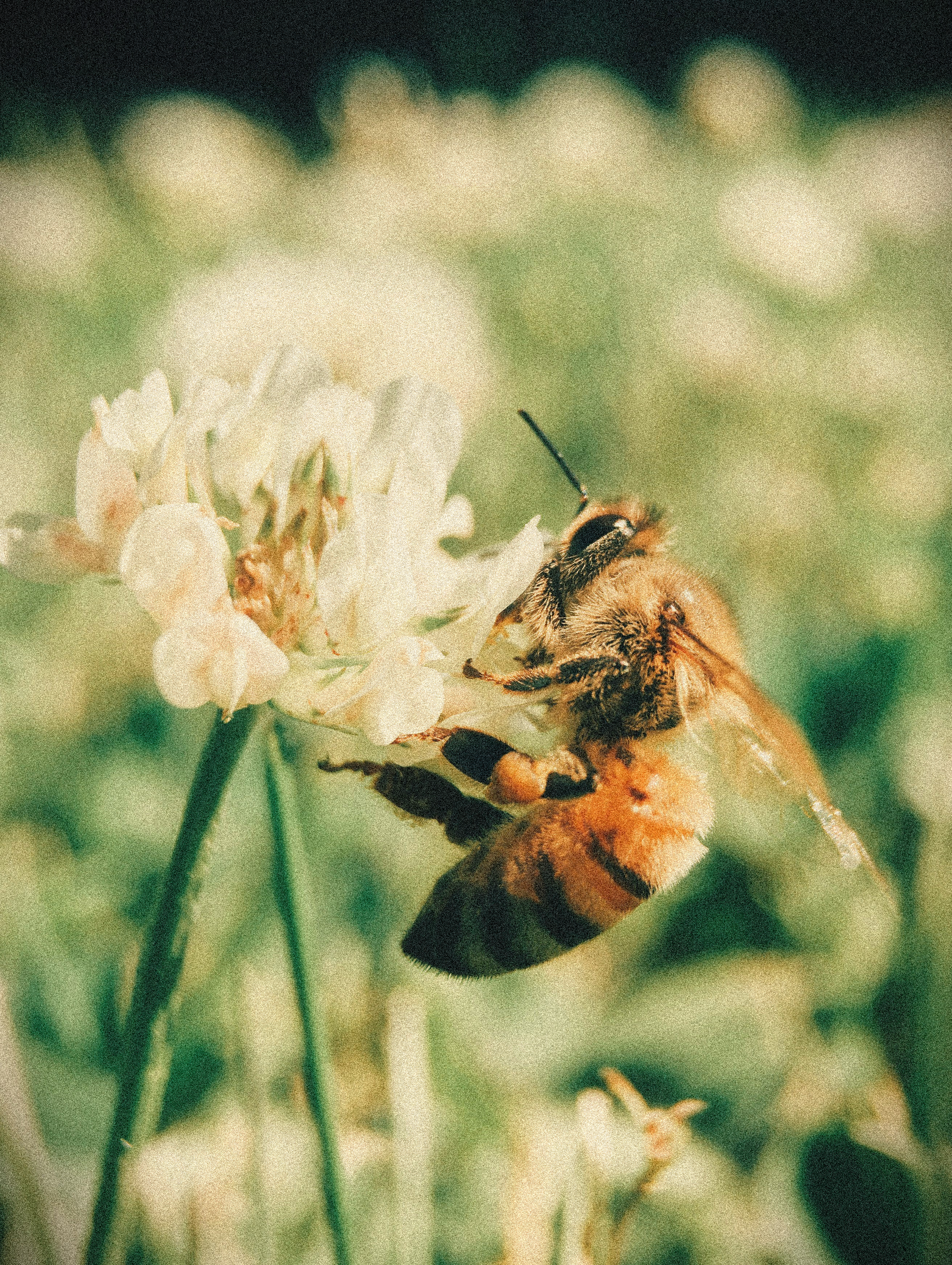 Honey and wellness