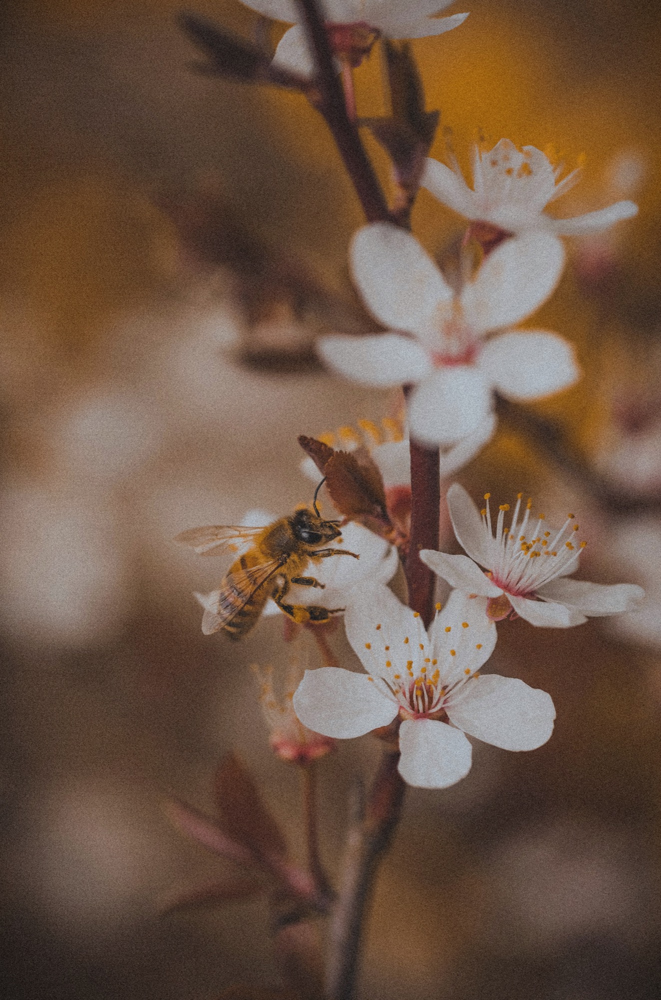 Wildflowers