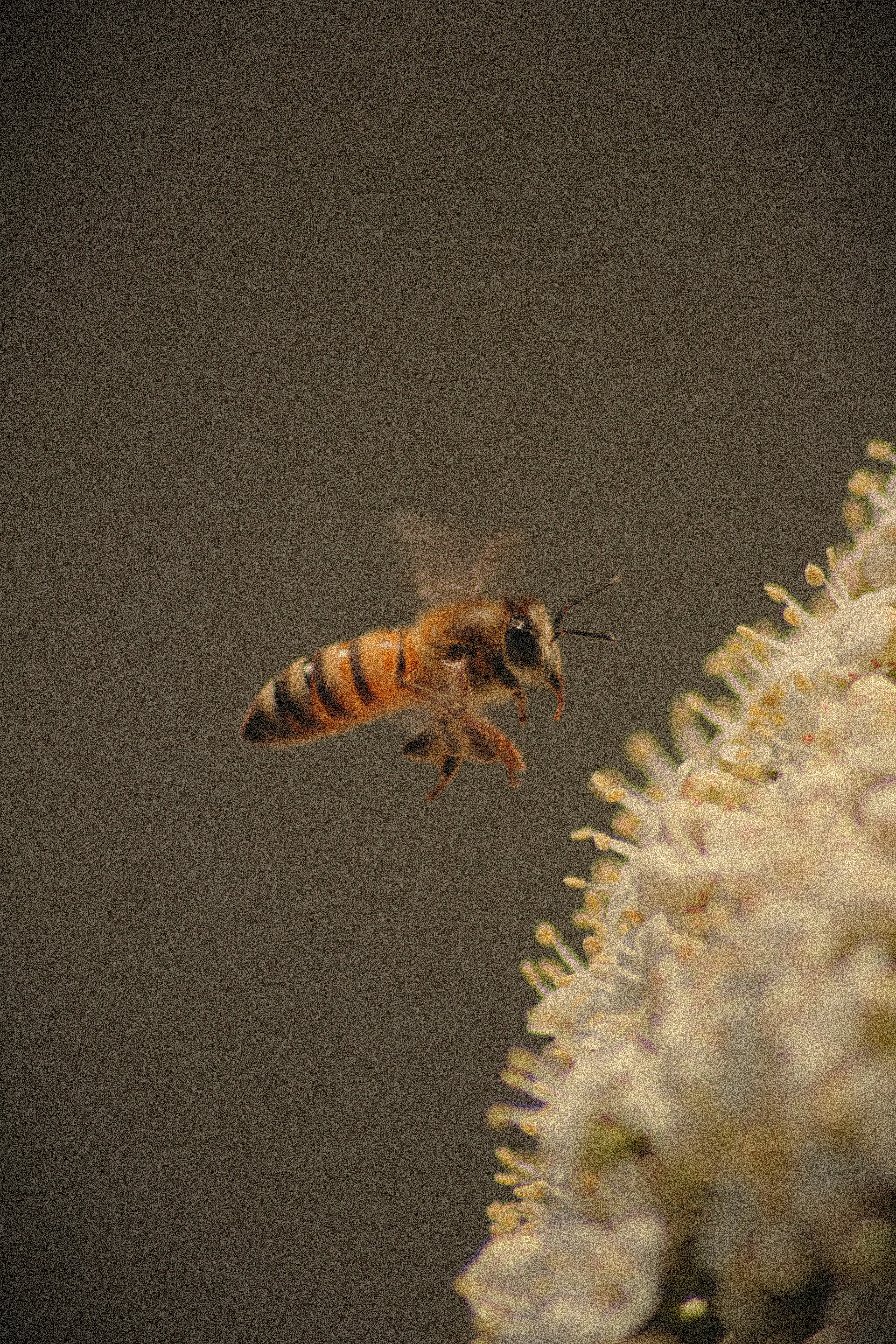Honeybee