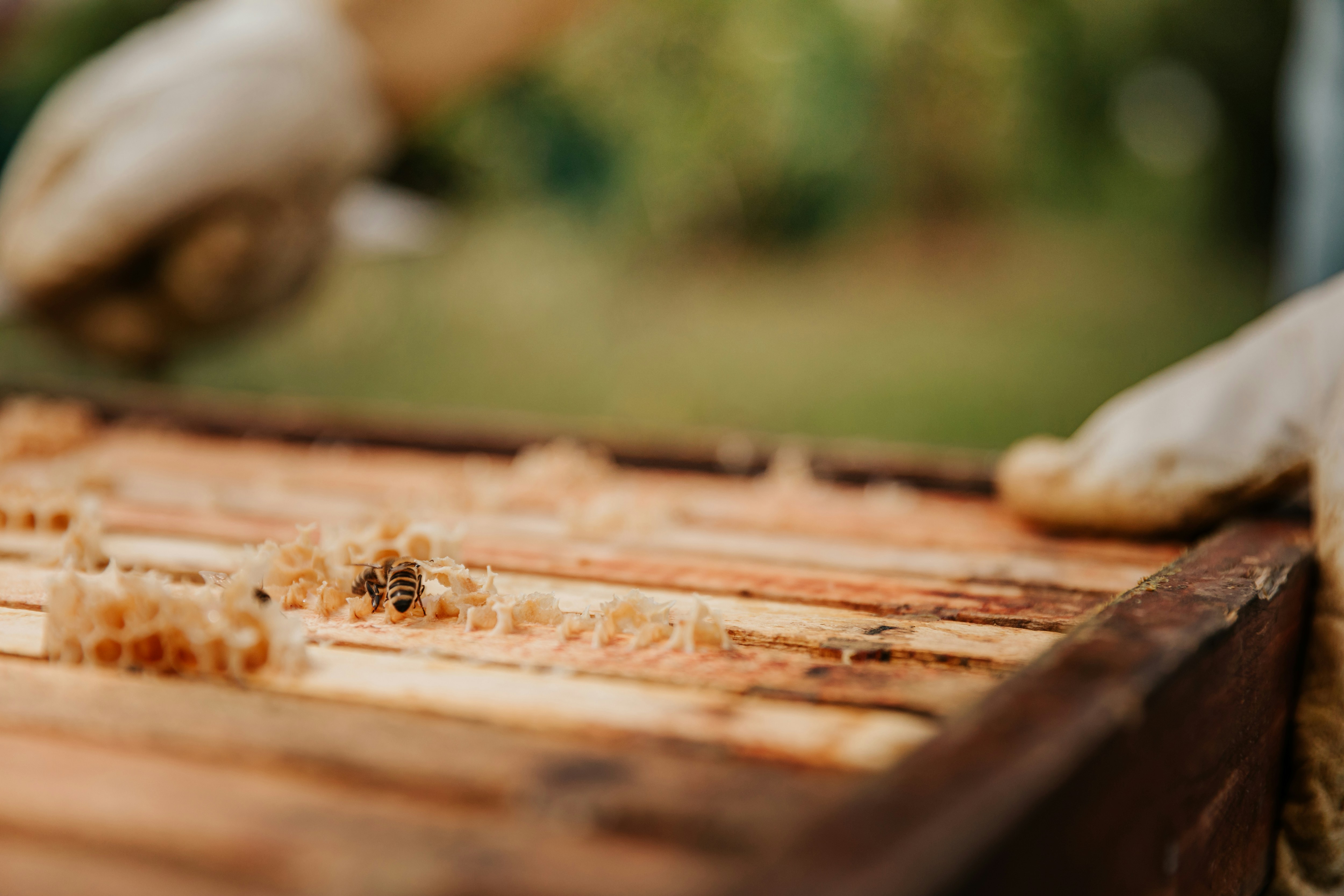 Raw honeycomb