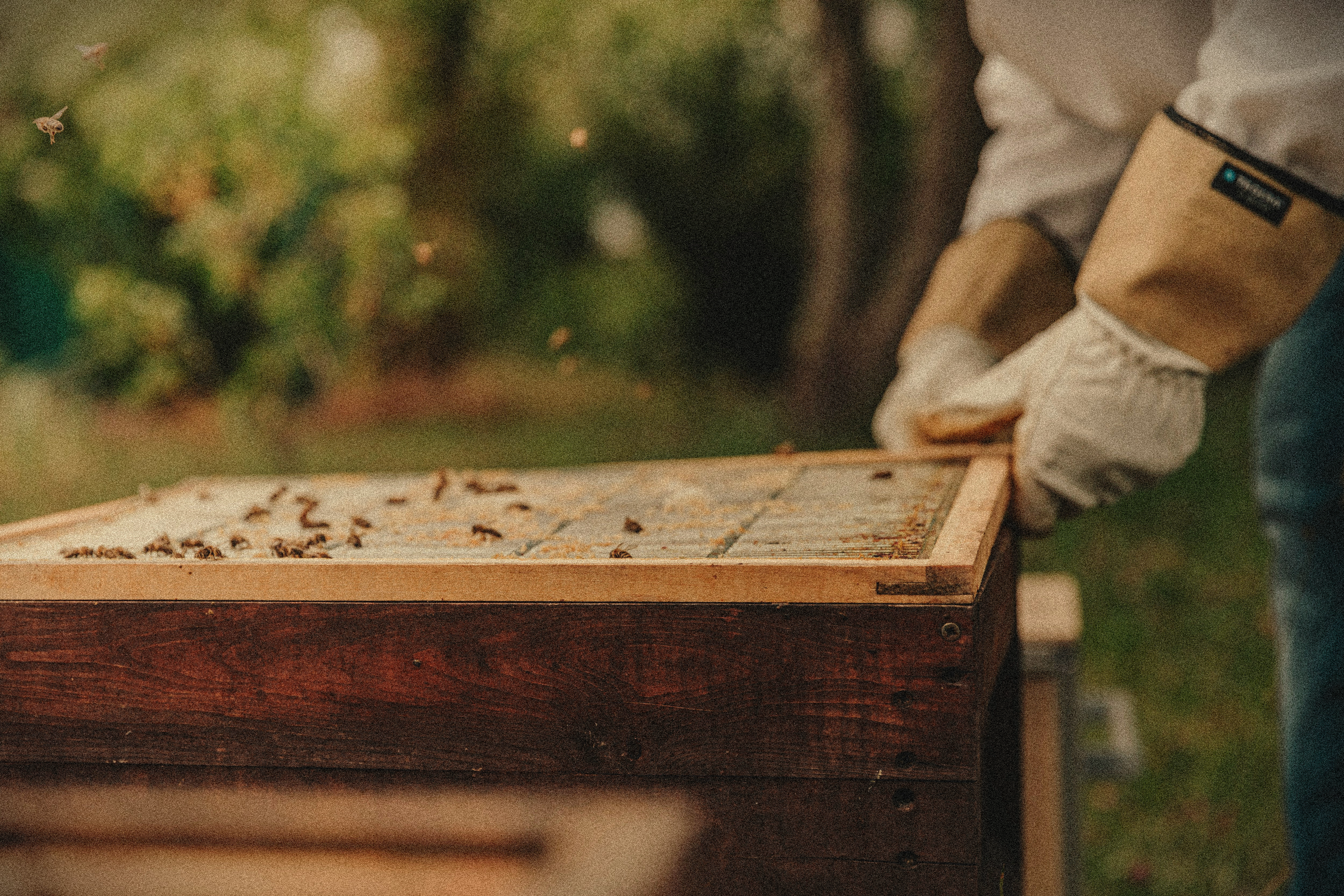 Master beekeeper in the field