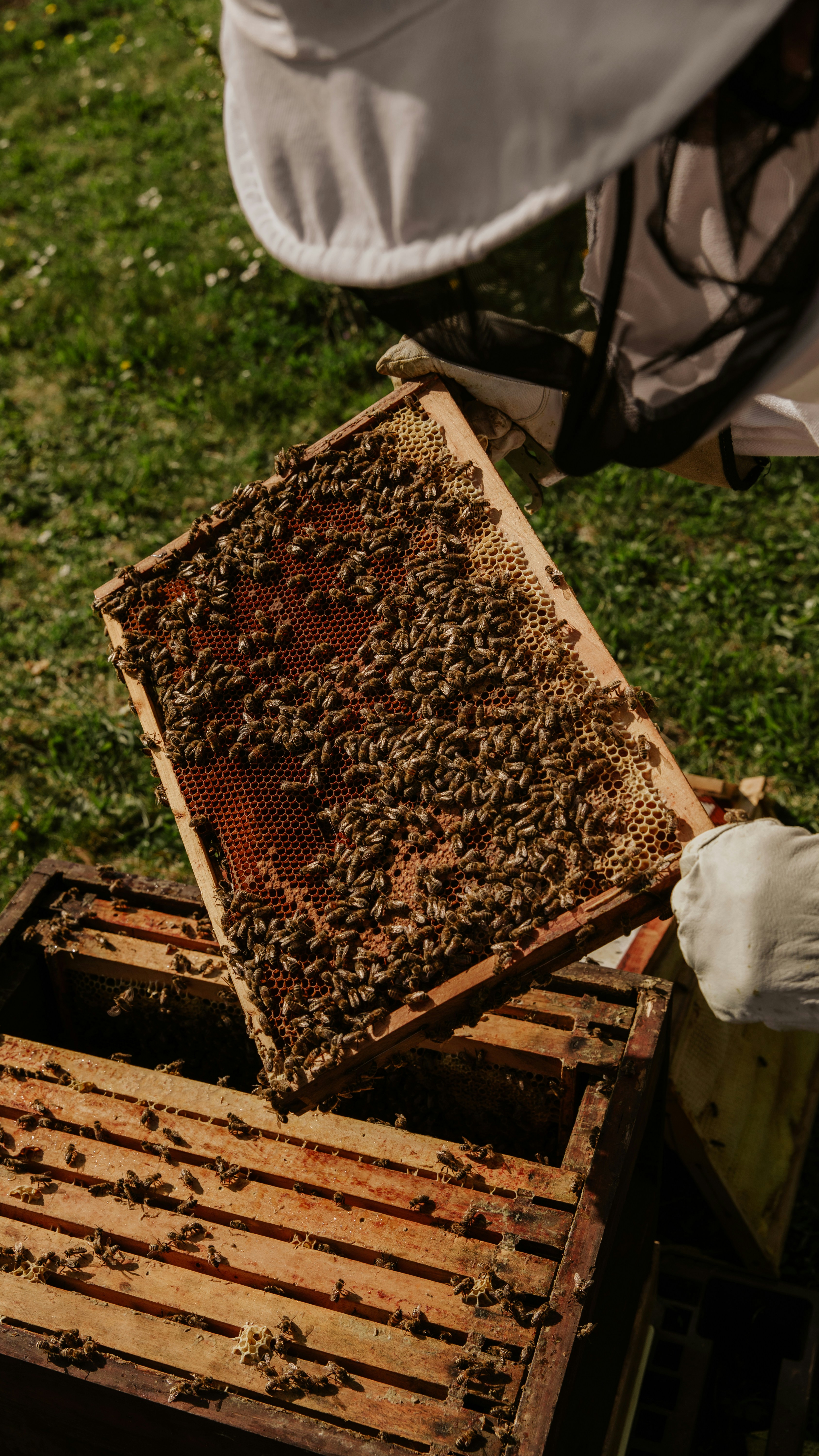 Beekeeper inspecting a hive frame