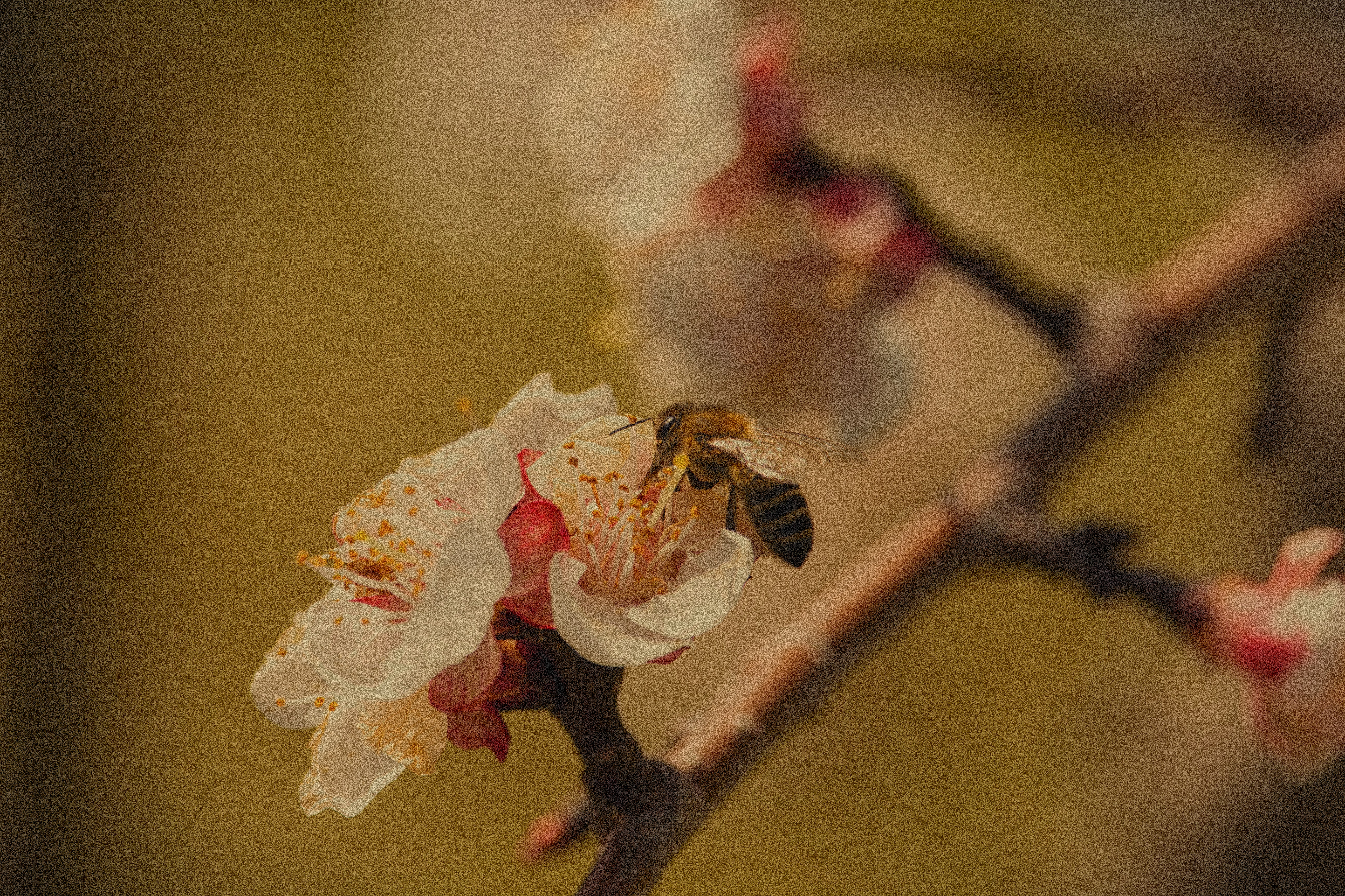 Bee on wildflower — raw honey harvest